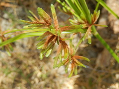 Cyperus ochraceus