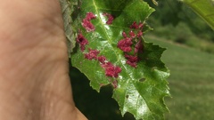 Acalitus longisetosus