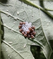 Pentatomini