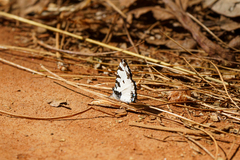 Uranothauma heritsia