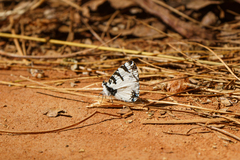 Uranothauma heritsia