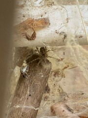 Araneae