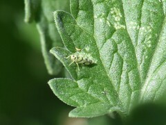 Eupteryx atropunctata