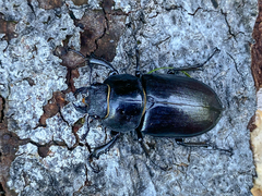 Lucanus cervus cervus