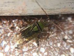 Hyalopeplus pellucidus