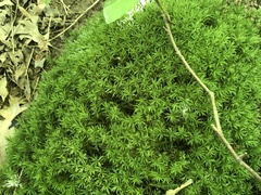 Atrichum crispulum