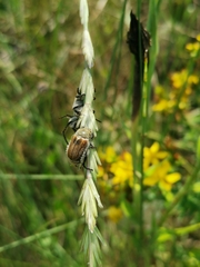 Chaetopteroplia segetum