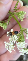 Arge cyanocrocea