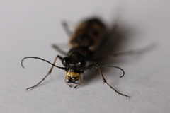 Neocicindela latecincta