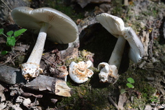 Amanita fulvoides