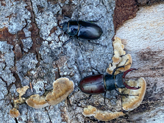 Lucanus cervus cervus