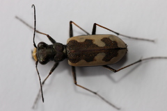 Neocicindela latecincta