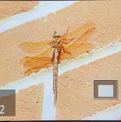 Aeshna grandis