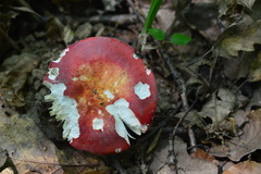 Russula lepida