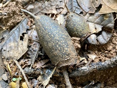 Couratari guianensis