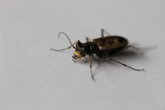 Neocicindela latecincta