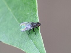 Coenosia atra