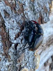 Lucanus cervus cervus