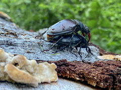 Lucanus cervus cervus
