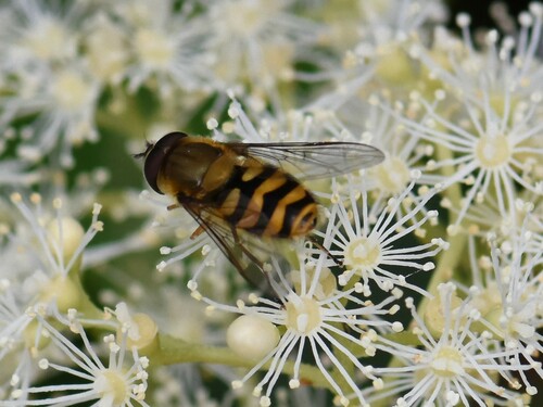 Hairy-eyed Flower Fly, Groesbeek, Nederland, photo 7 of 10