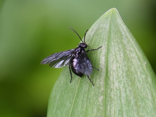 Solomon's-seal sawfly, Groesbeek, Nederland, photo 9 of 10