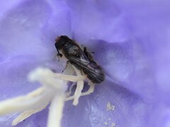 Chelostoma rapunculi