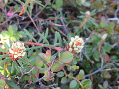 Rhododendron tomentosum