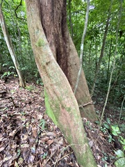 Couratari guianensis
