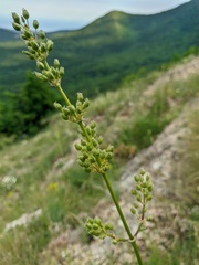 Silene densiflora
