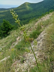 Silene densiflora