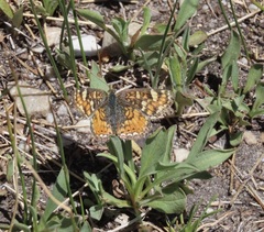 Phyciodes pallida