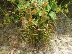 Cyperus ochraceus