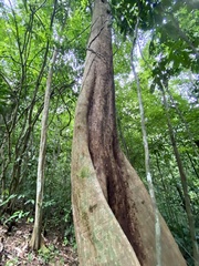 Couratari guianensis