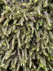 Brachythecium capillaceum