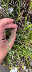 Trinia glauca