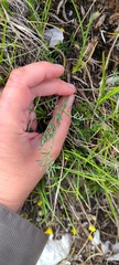 Trinia glauca