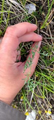 Trinia glauca