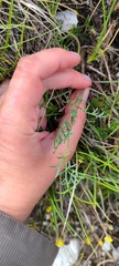 Trinia glauca