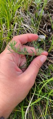 Trinia glauca