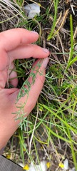 Trinia glauca
