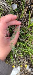 Trinia glauca
