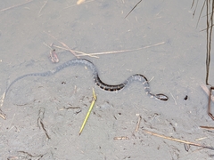 Nerodia sipedon williamengelsi