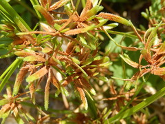 Cyperus ochraceus