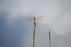 Libellula needhami