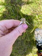 Rhynchospora latifolia