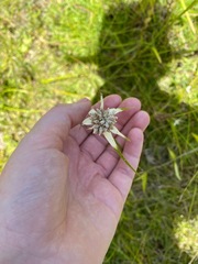 Rhynchospora latifolia