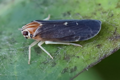 Synecdoche impunctata