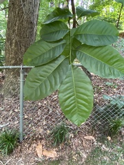 Oxydendrum arboreum