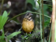 Grallaria guatimalensis