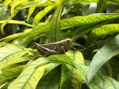 Melanoplus differentialis